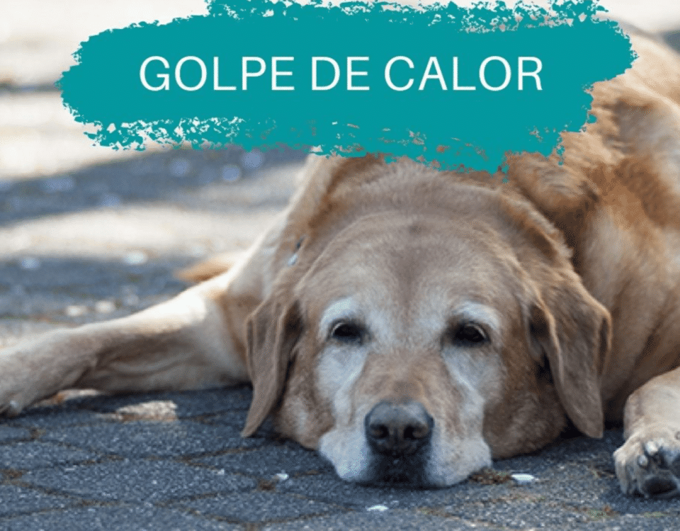 Cómo evitar los golpes de calor en verano